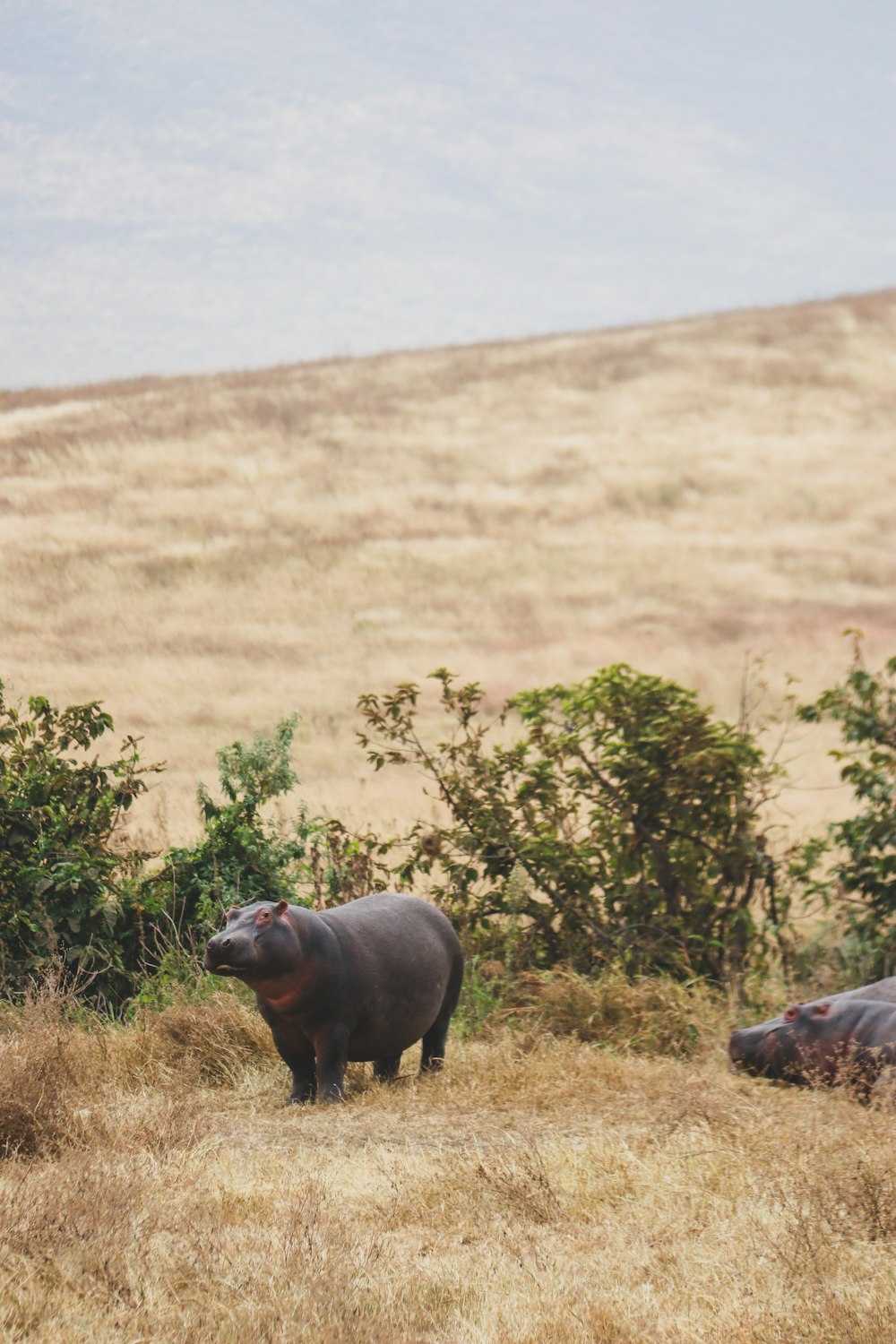 a hippopotamus standing in a dry grass field