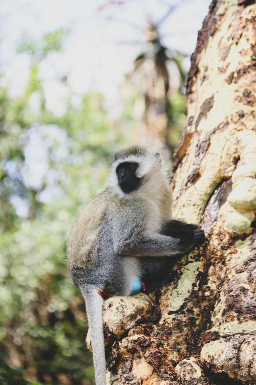 a monkey sitting on the side of a tree