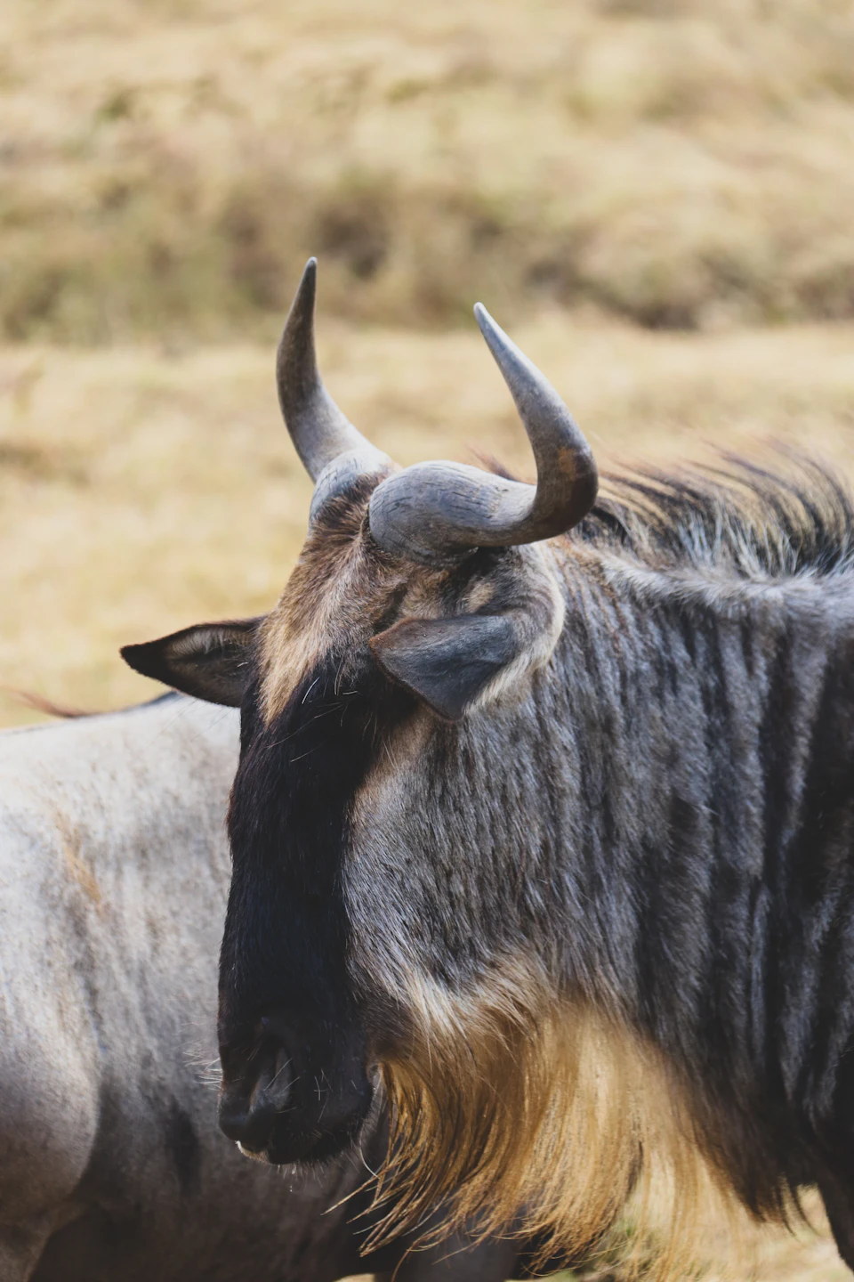 The image shows a close-up view of two wildebeest standing side by side on a grassy plain. The wildebeest has distinctive horns and a long, flowing mane that contrasts with its grayish-brown fur. One wildebeest is positioned slightly to the left of the other, creating a sense of depth in the image.
