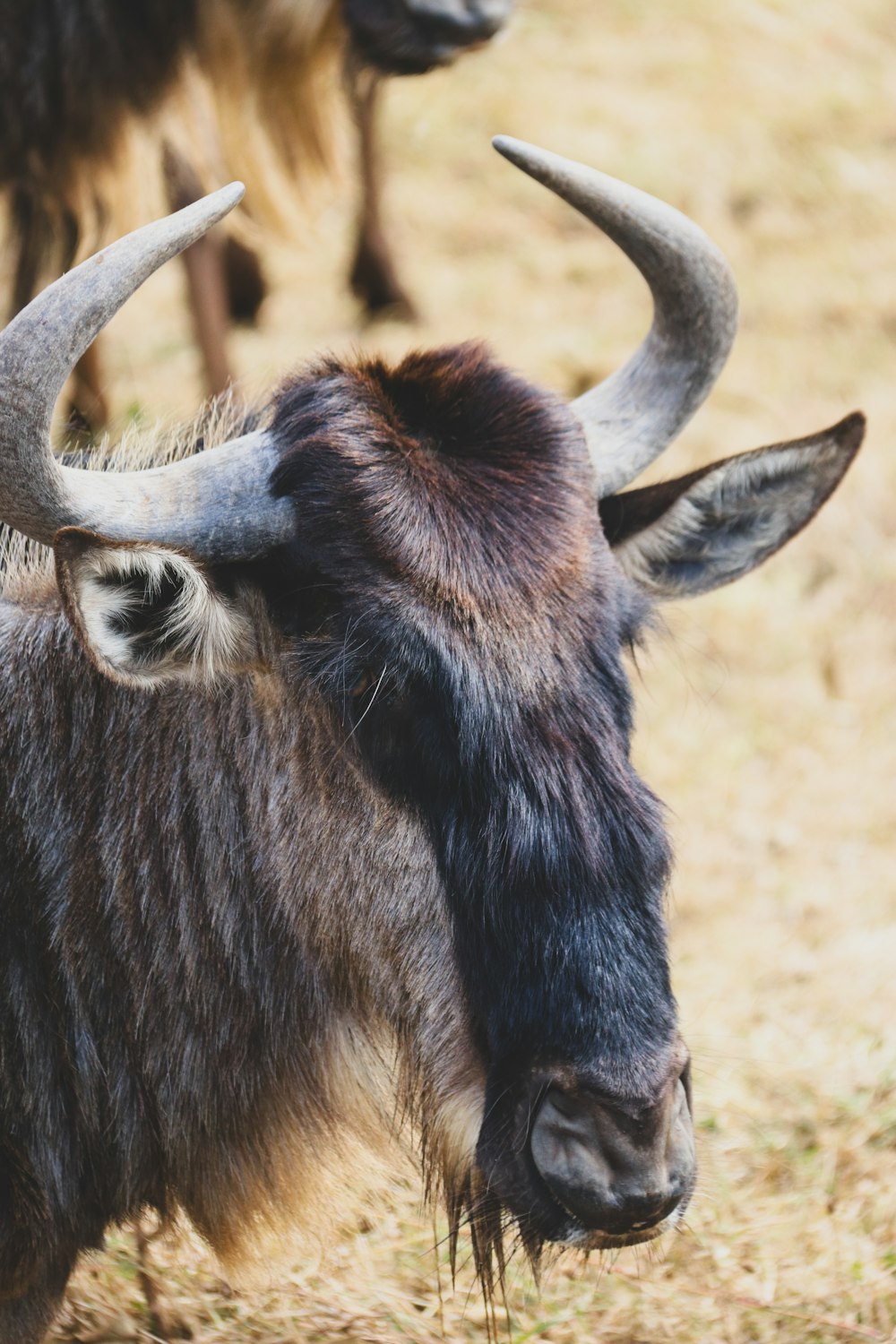 a close up of an animal with very long horns