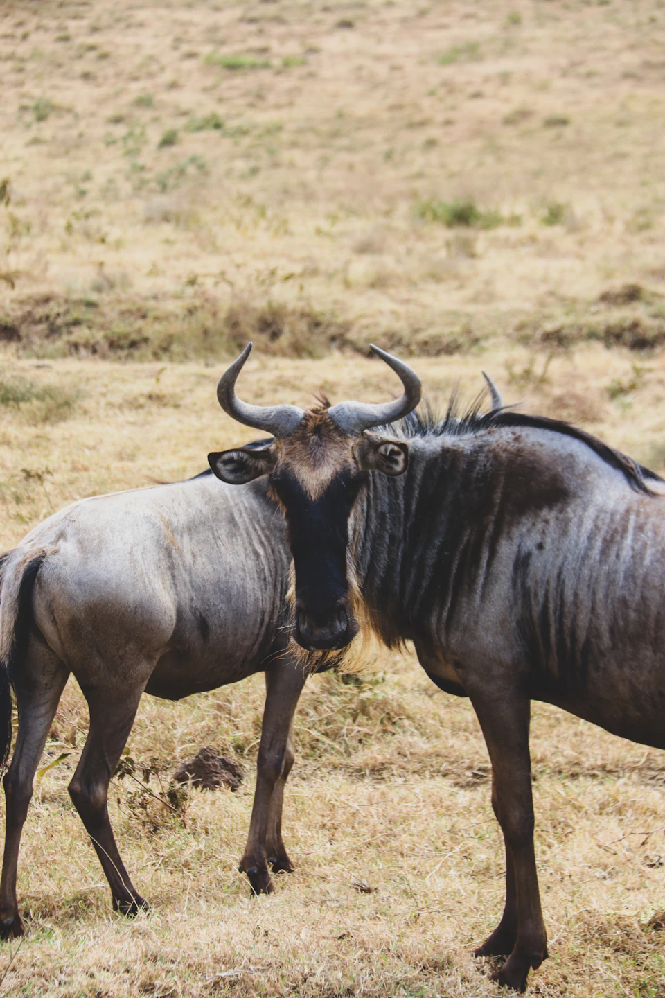 In a dry grass field, two wildebeests are captured in an intimate moment. The first wildebeest stands on the left side of the frame with its head turned towards the camera, while the second wildebeest stands on the right side facing away from the camera.