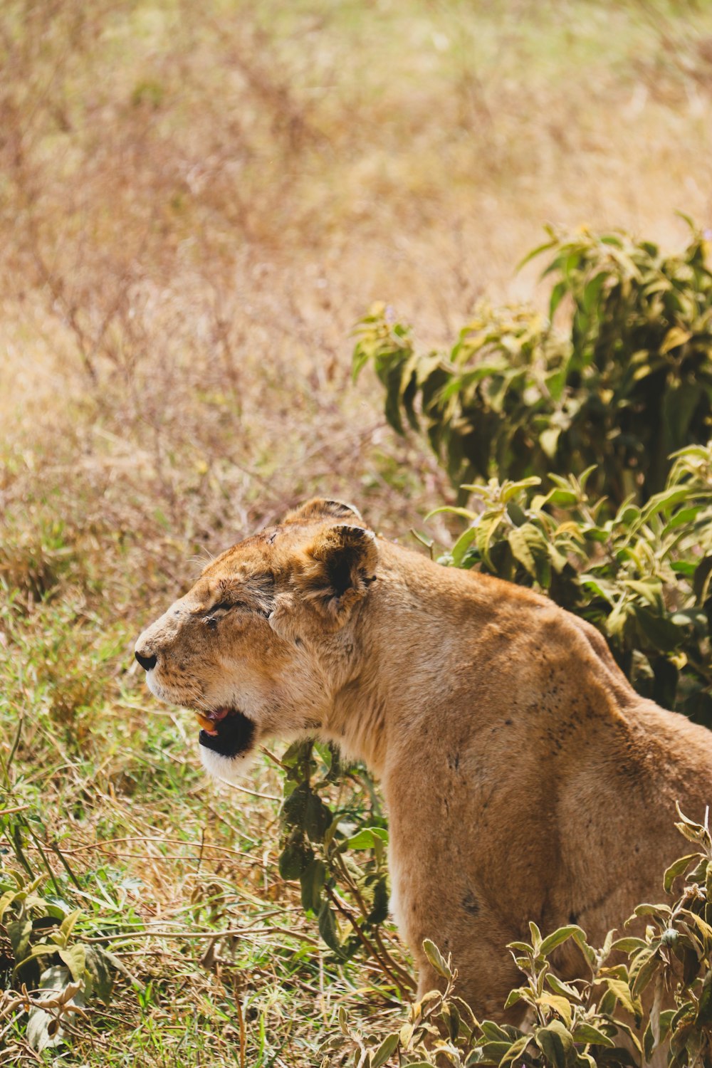 a lion sitting in a field of tall grass