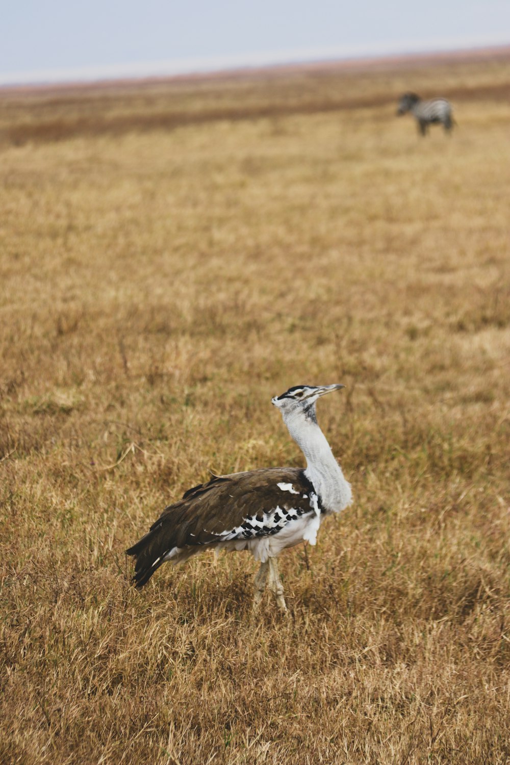 a large bird standing on top of a dry grass field