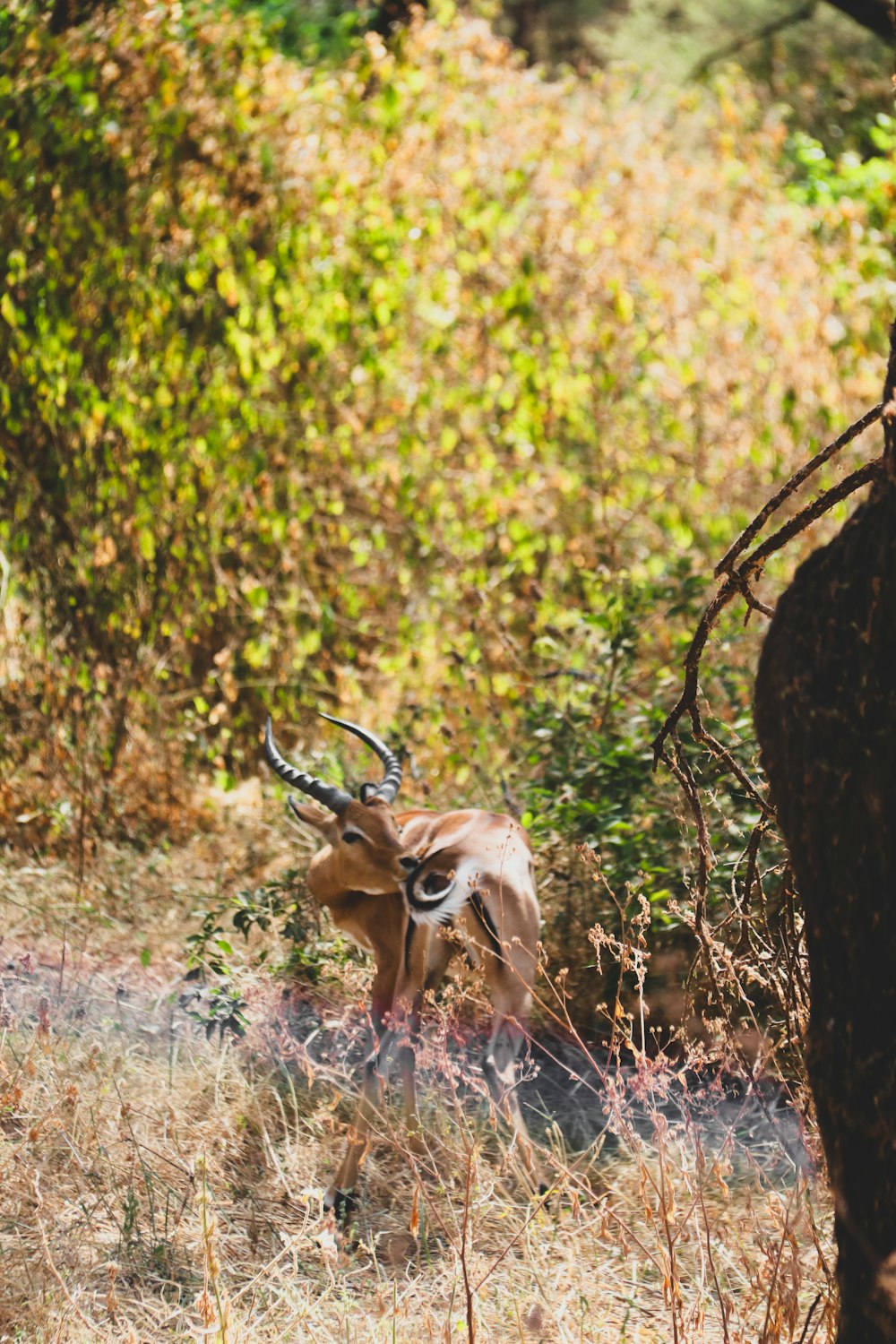 an antelope standing in the middle of a field