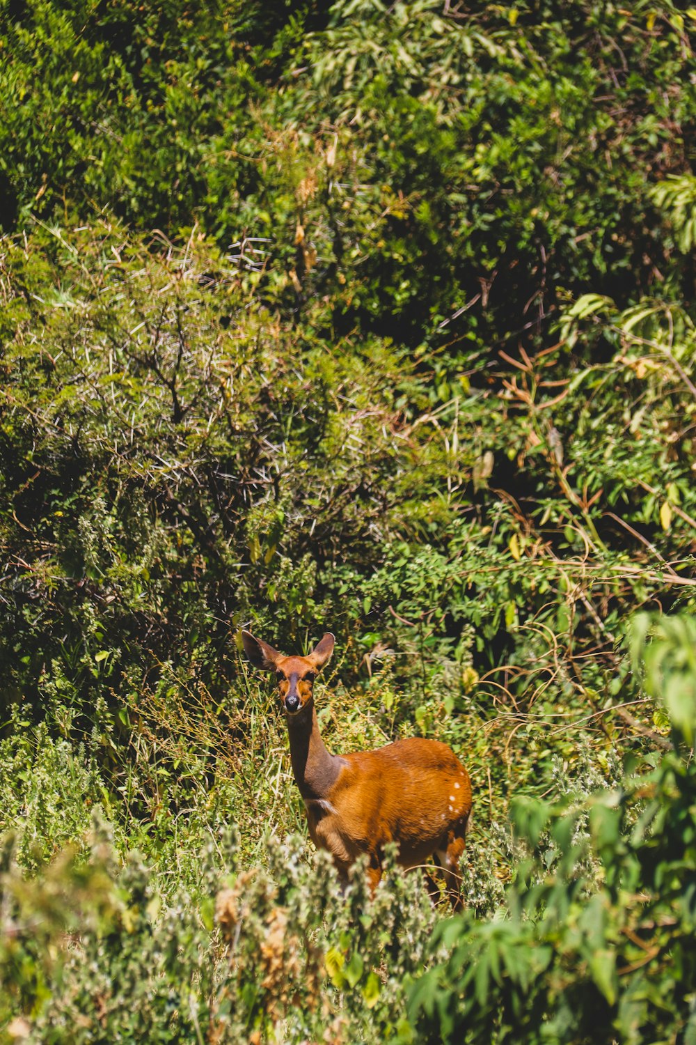 a deer that is standing in the grass