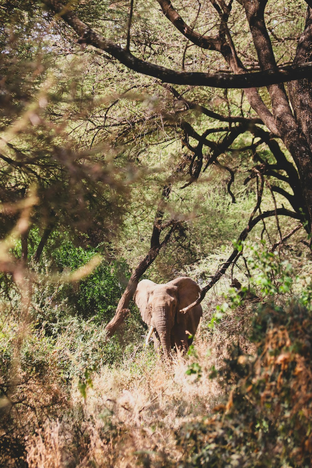 an elephant walking through a forest filled with trees