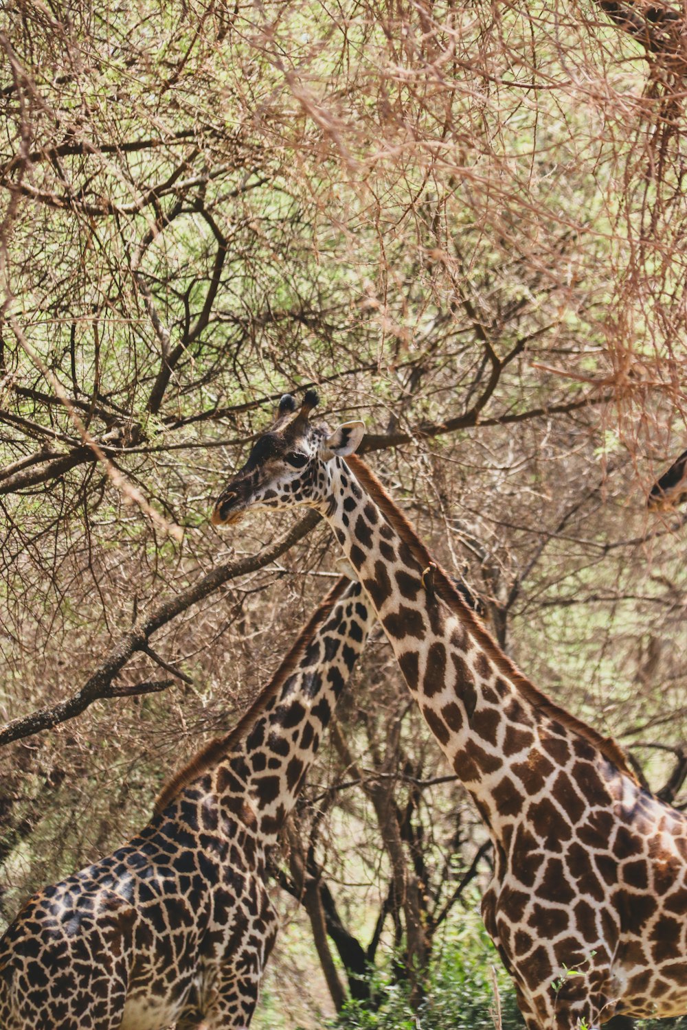 a couple of giraffe standing next to each other