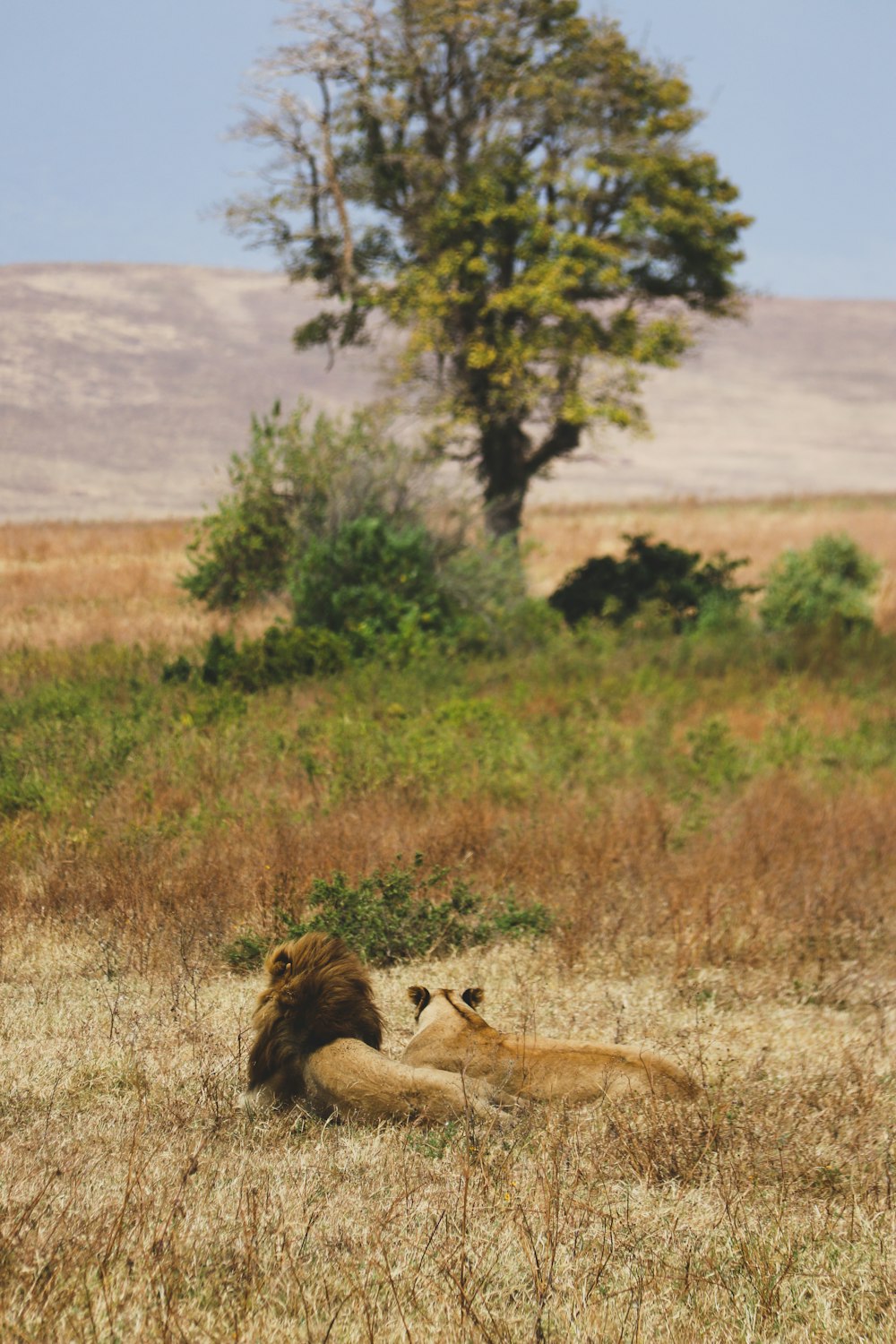 a couple of lions laying on top of a dry grass field