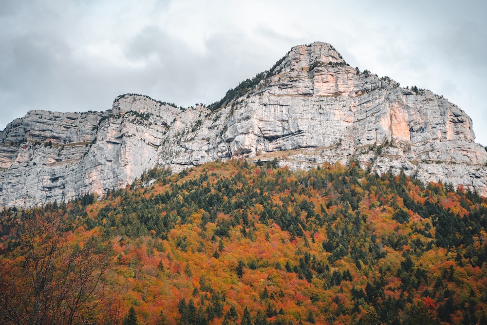 a mountain covered in lots of trees next to a forest