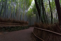 a path leading through a bamboo forest in japan