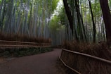 a path leading through a bamboo forest in japan