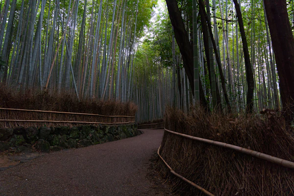 Arashiyama bamboo grove