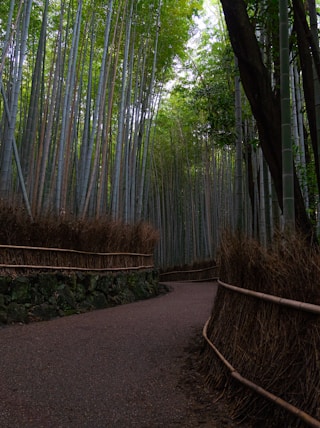 a path leading through a bamboo forest in japan