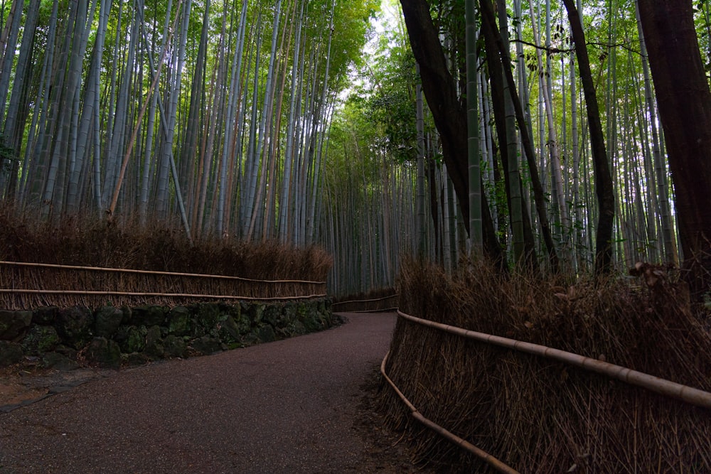 a path leading through a bamboo forest in japan