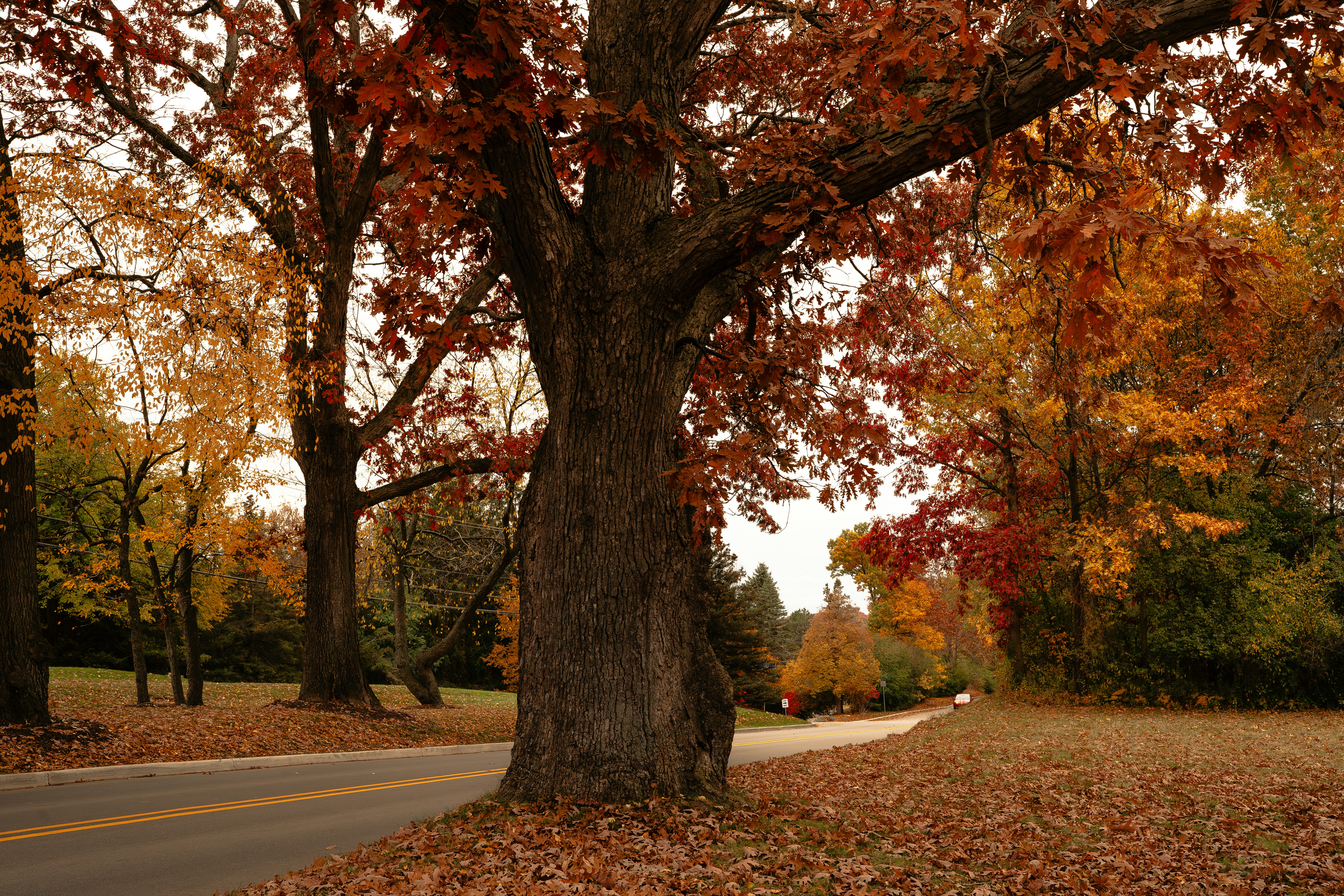 A tree with leaves on the ground next to a road photo – Free Autumn Image  on Unsplash, image size:3000x2000