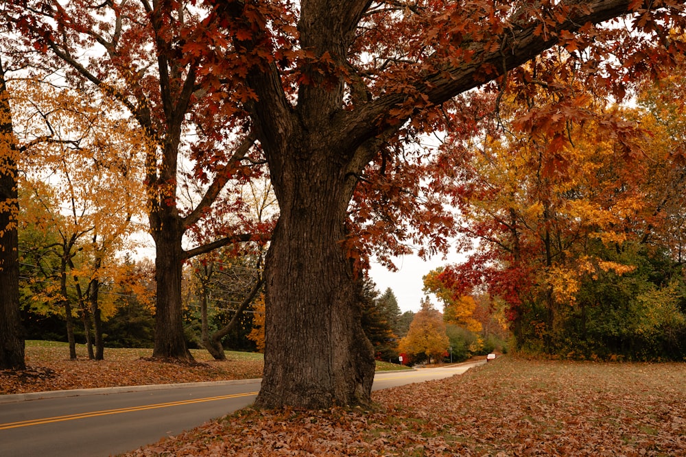 a tree with leaves on the ground next to a road