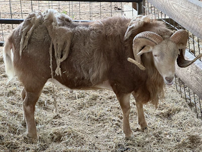 Sheep Ghana: Advanced Sheep Breeding in West Africa | Sheep Ghana