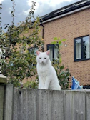 Ragdoll cat perched gracefully on a wooden fence surrounded by greenery.