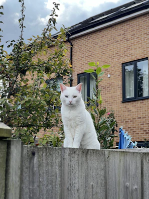 Ragdoll cat perched gracefully on a wooden fence surrounded by greenery.