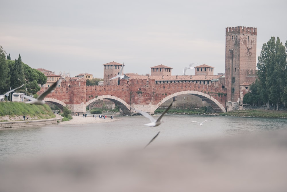 a bird flying over a body of water