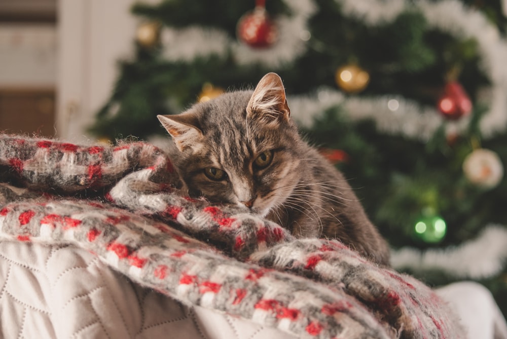 Un chat est assis sur une couverture devant un sapin de Noël