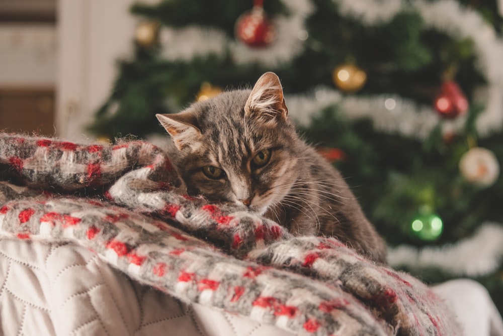 a cat is sitting on a blanket in front of a christmas tree