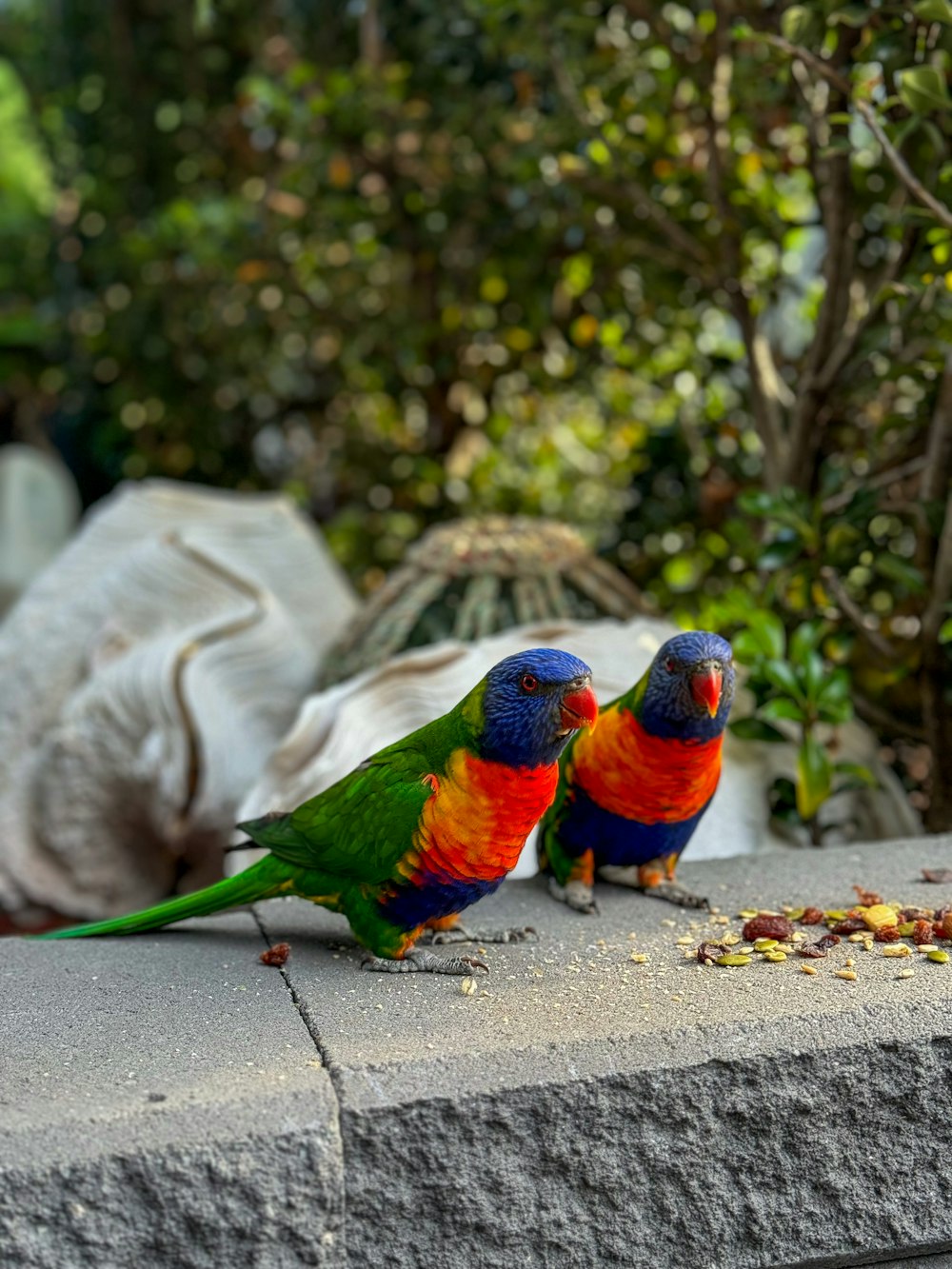two colorful birds are standing on a ledge