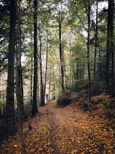 a dirt path in the middle of a forest
