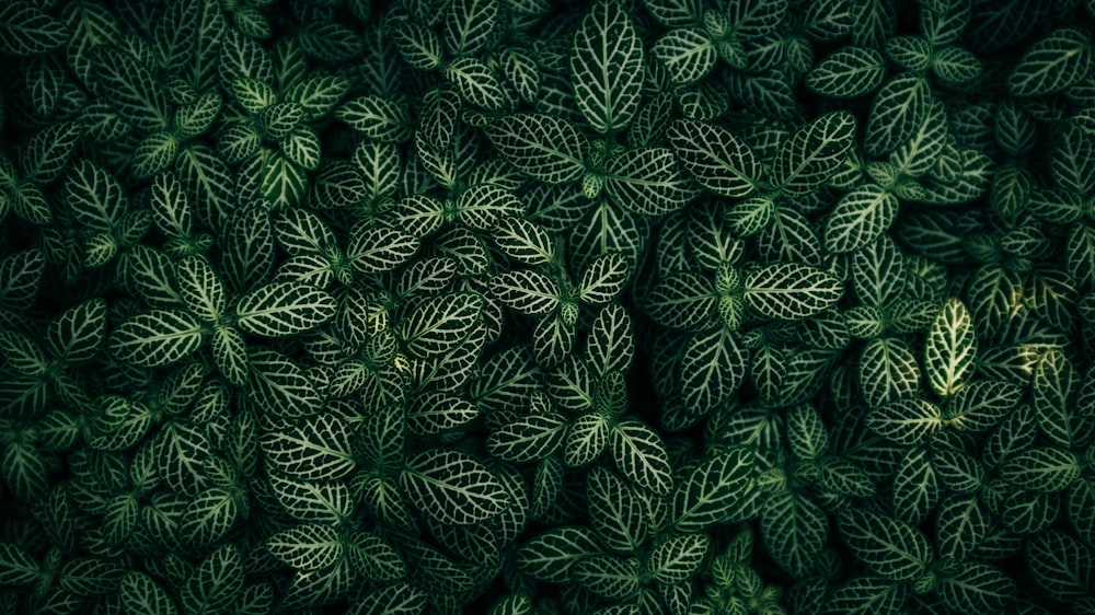 a large group of green leaves