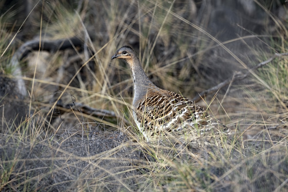 a bird is standing in the tall grass