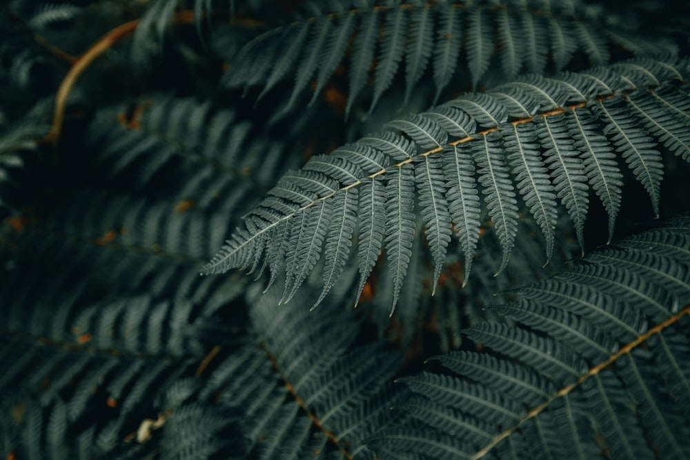 a close up of a fern leaf