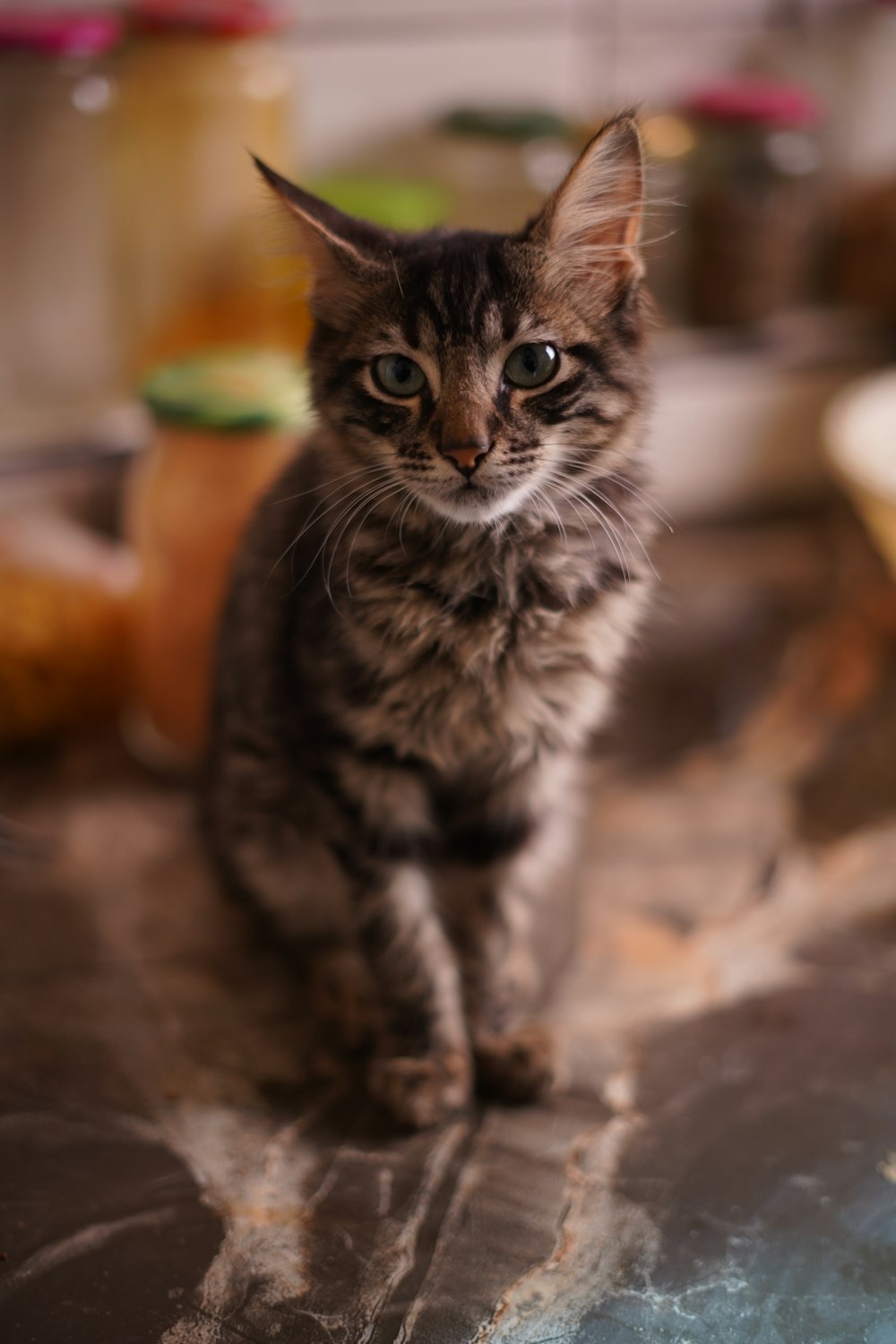 un petit chaton assis sur le dessus d’un comptoir