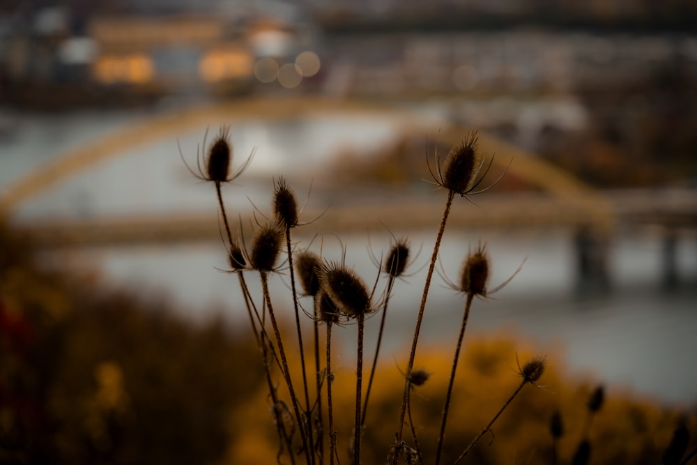 a close up of a plant with a bridge in the background