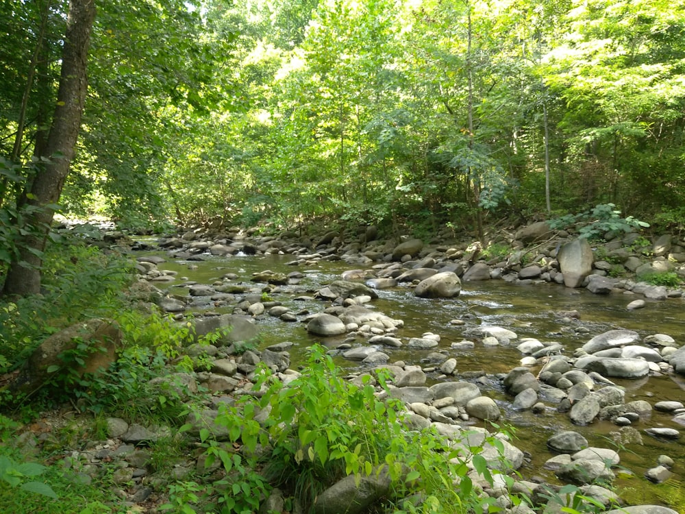 a river running through a lush green forest