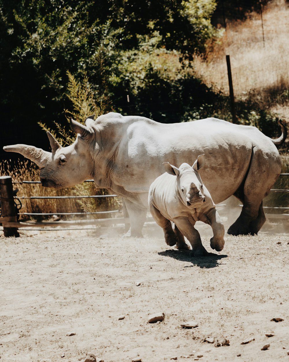 a rhino and a rhinoceros in a fenced in area