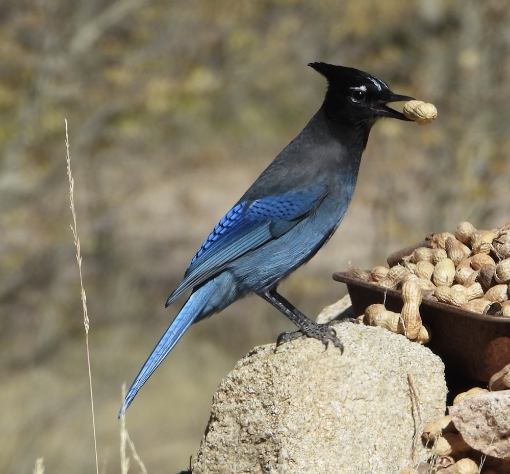 a blue and black bird sitting on top of a rock