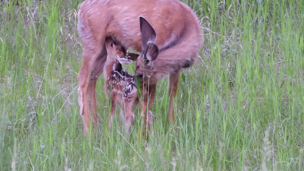 a baby deer standing next to an adult deer