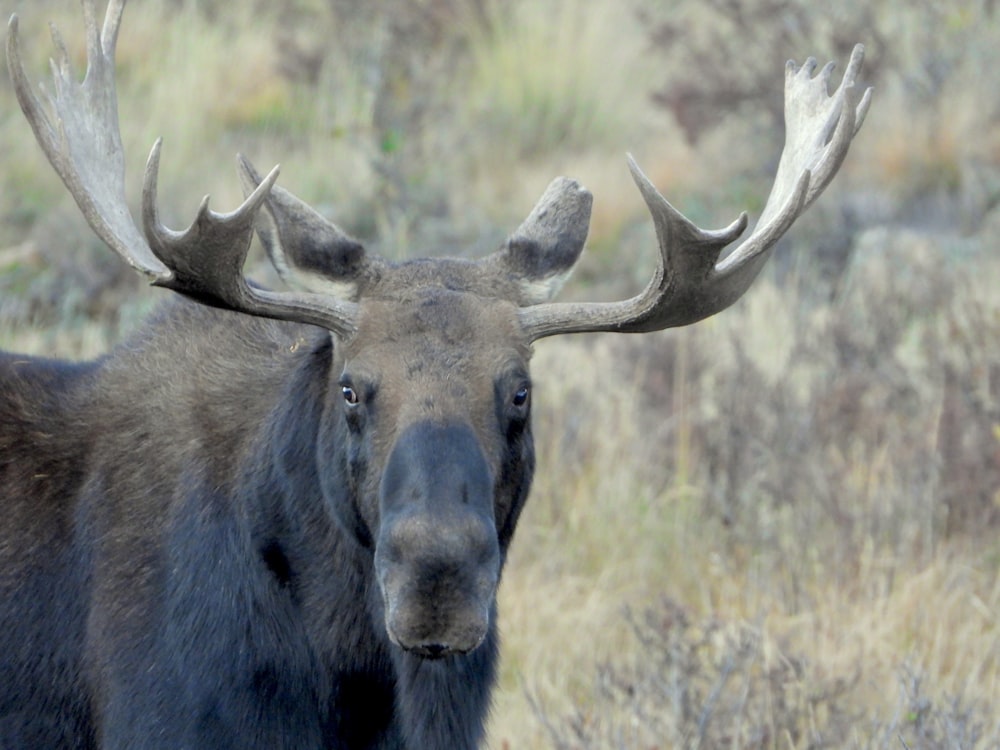 a close up of a moose in a field