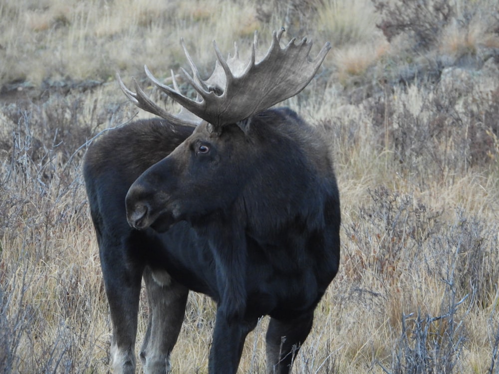 a large moose standing in a dry grass field