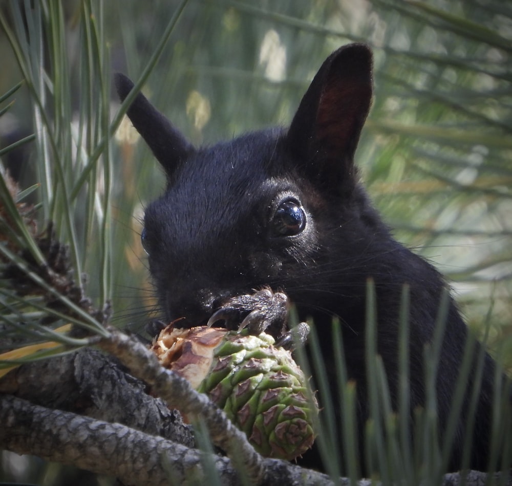 a black squirrel eating a pine cone in a pine tree