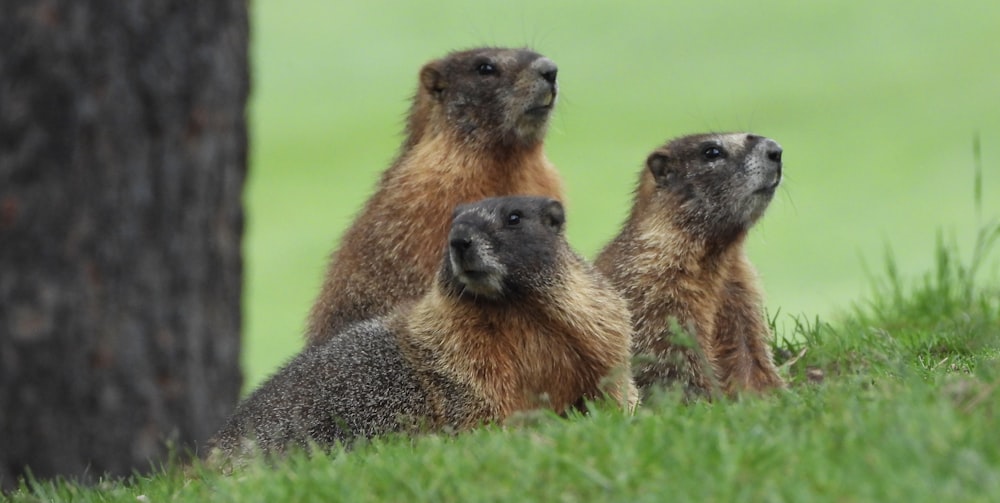 a couple of animals that are standing in the grass