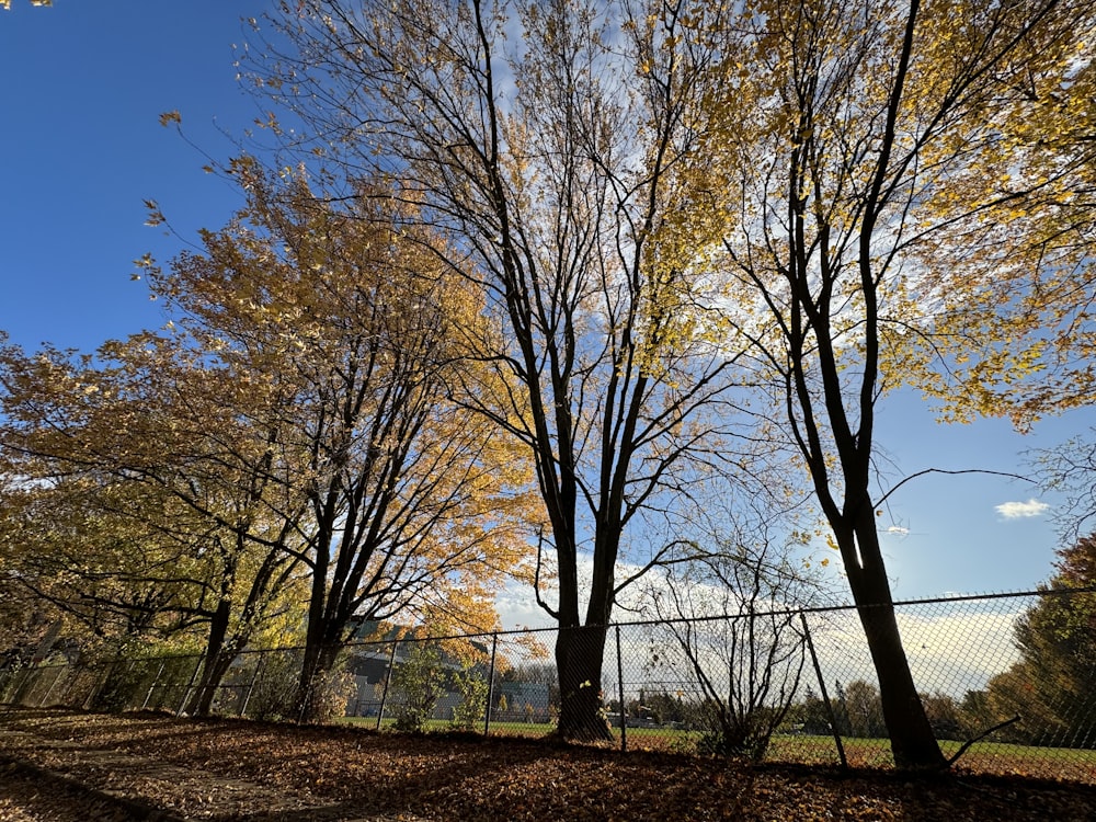 a fenced in area with trees and leaves on the ground