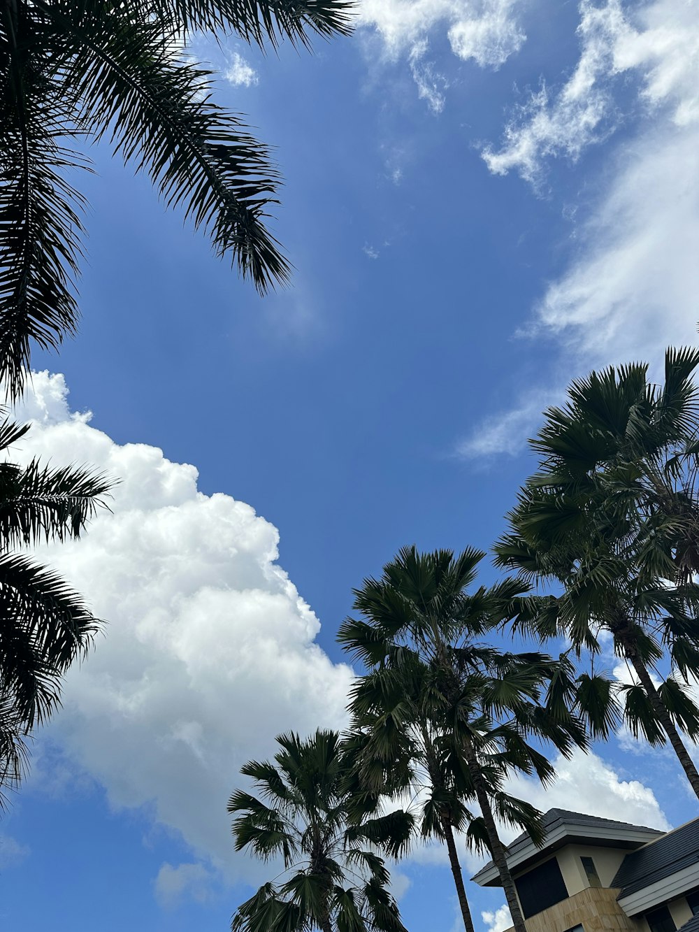 palm trees and a building under a cloudy blue sky