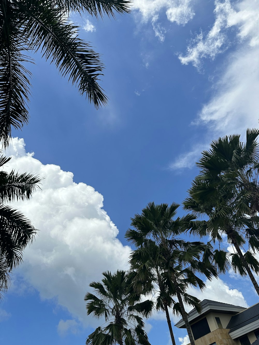 palmeras y un edificio bajo un cielo azul nublado