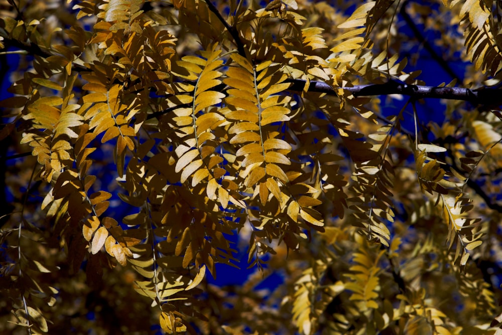 a tree with yellow leaves against a blue sky