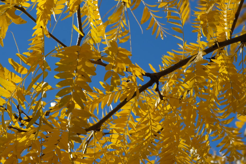 yellow leaves on a tree against a blue sky