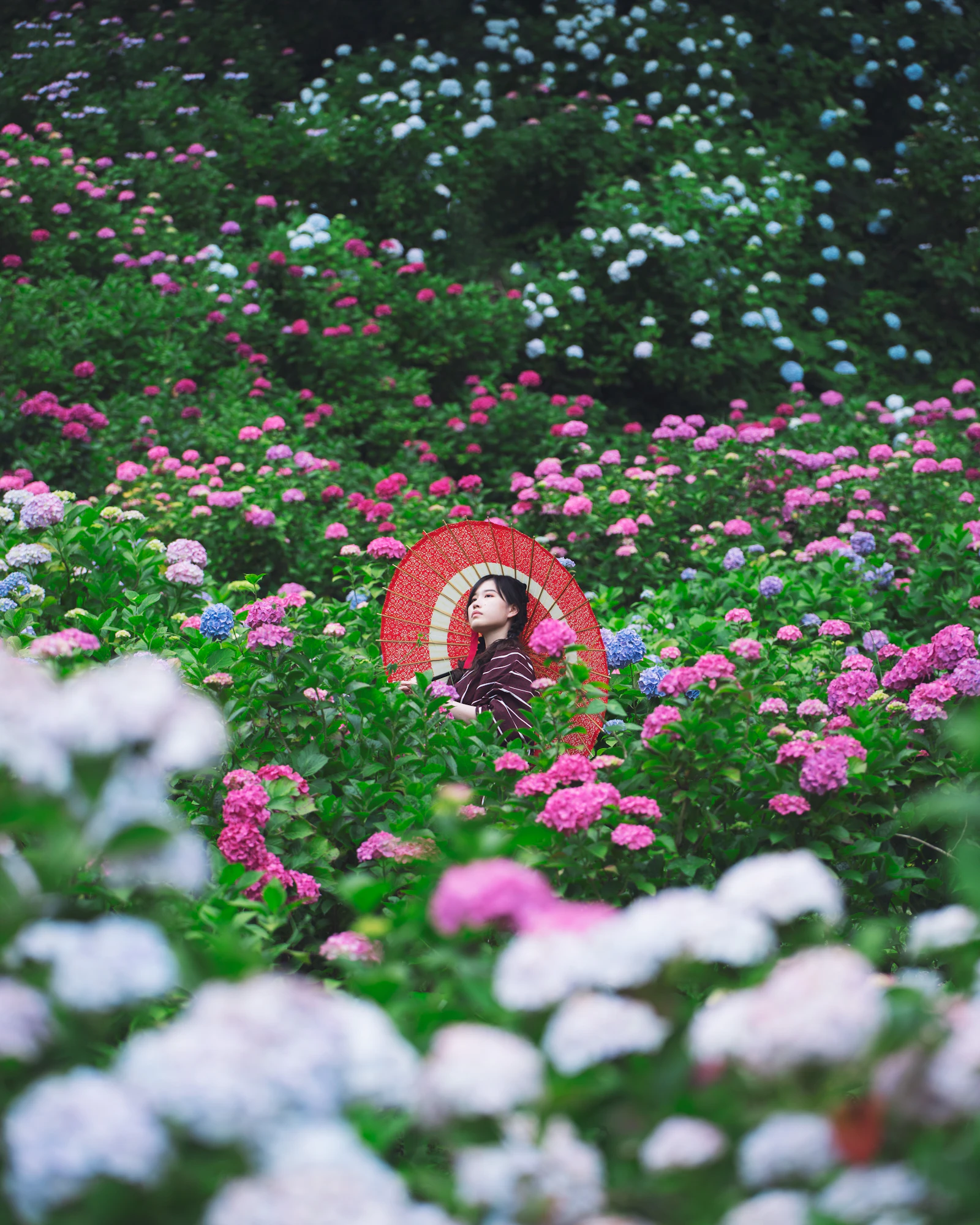 Woman with a red oil-paper umbrella standing in a field of pink, purple and blue hydrangeas