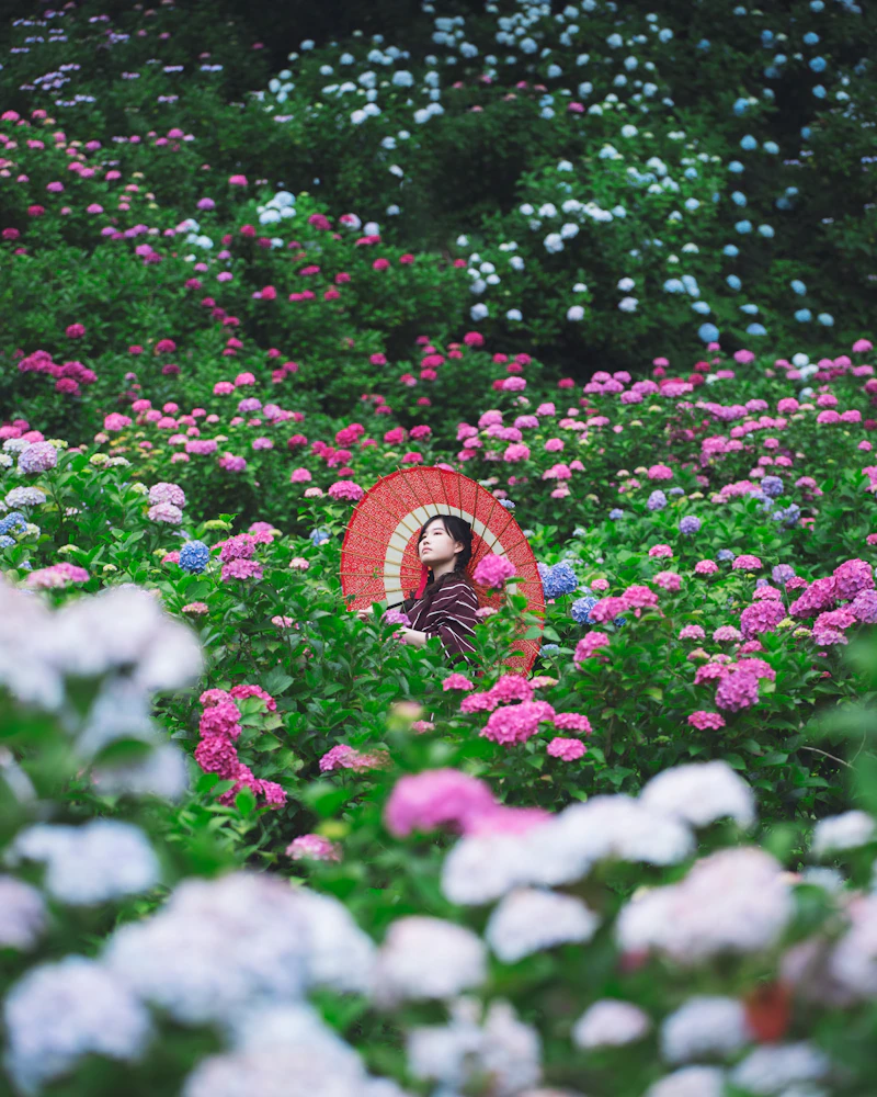 Woman with a red umbrella in a field of blue and pink hydrangeas