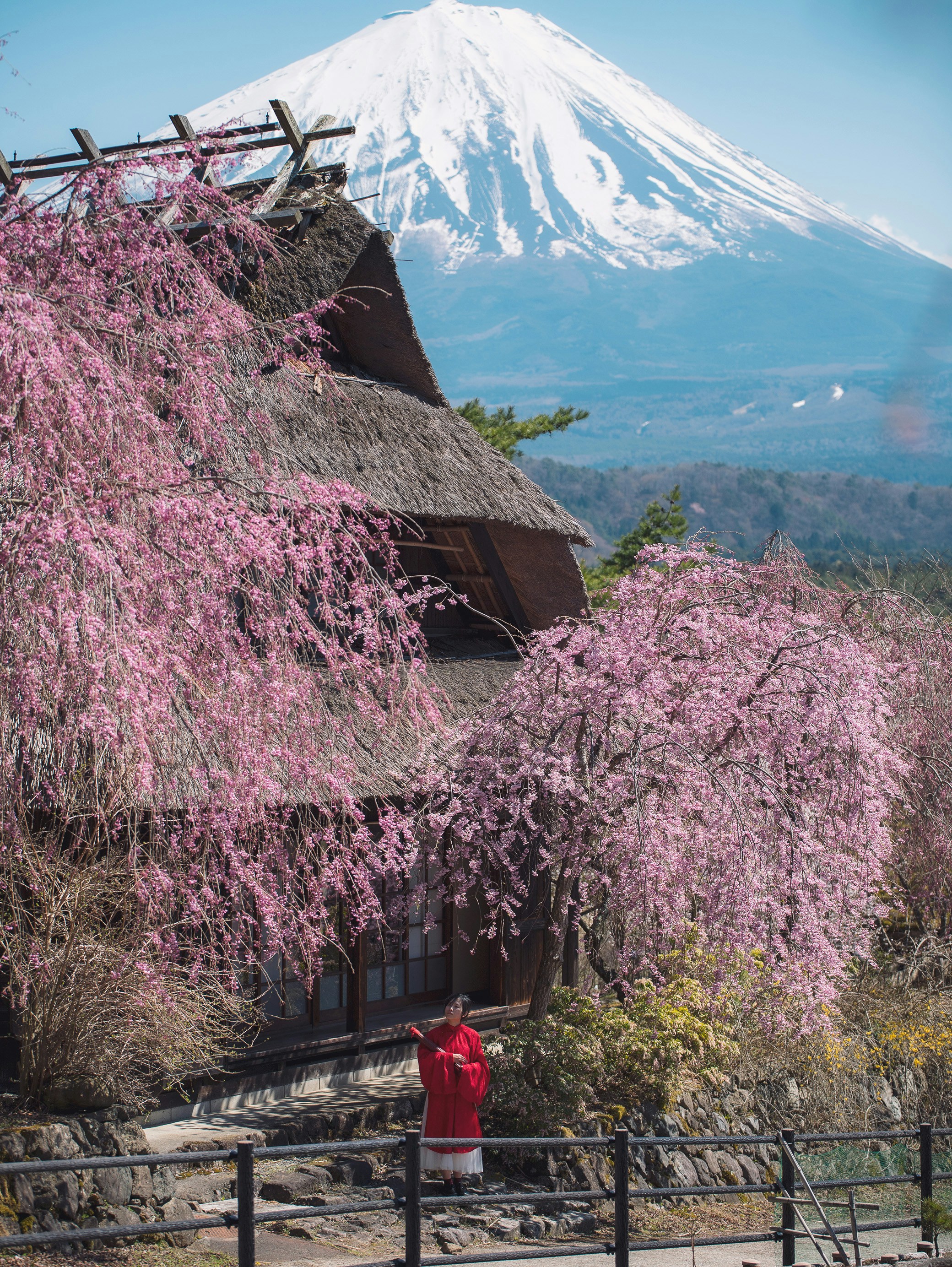 a person standing in front of a tree with a mountain in the background