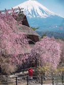 Charming Kitano Ijinkan western-style houses framed by blooming cherry blossoms in Kobe.